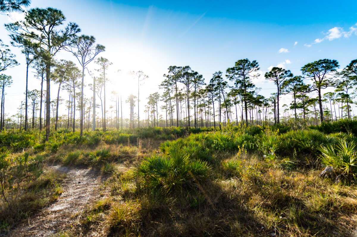 florida nature park with trees and greenery_Getty