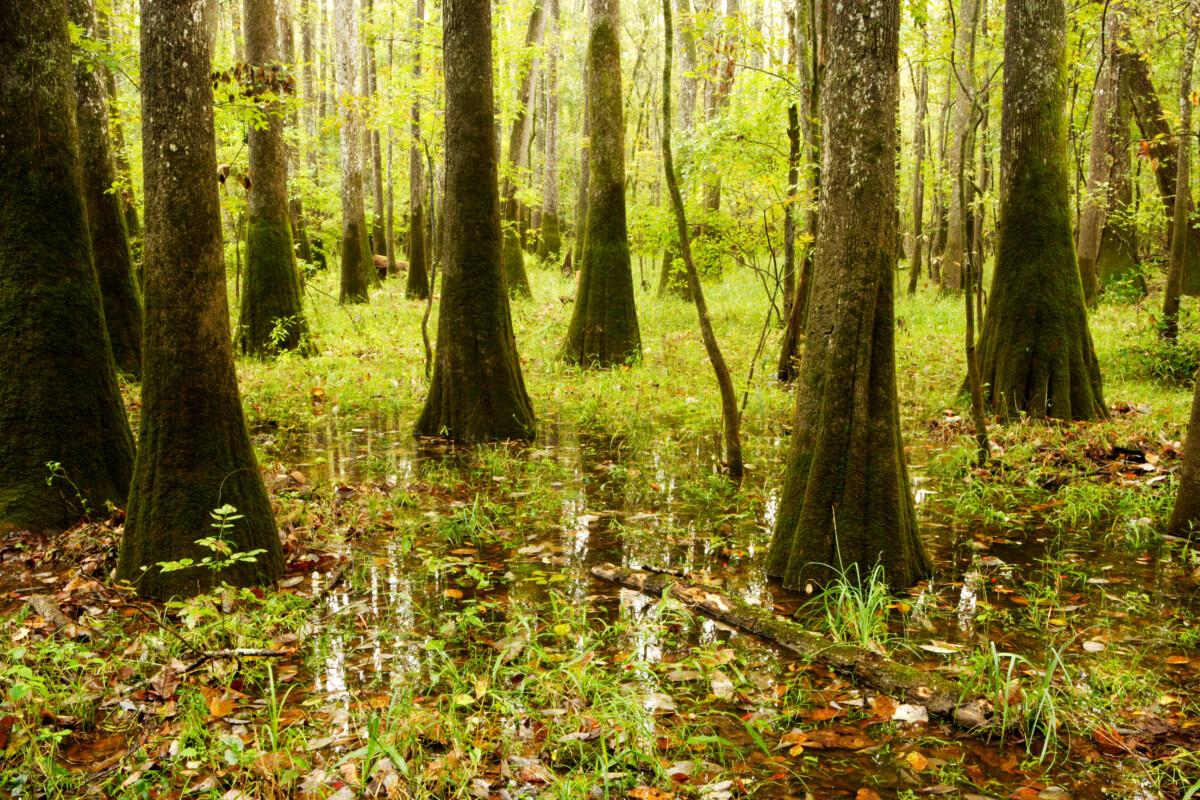 Congaree Swamp