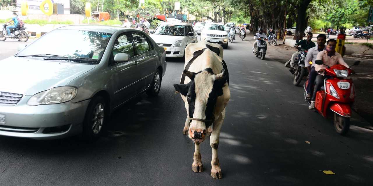 An abandoned cow seen in the middle of the road, causing trouble to the motorists on a busy road in India.