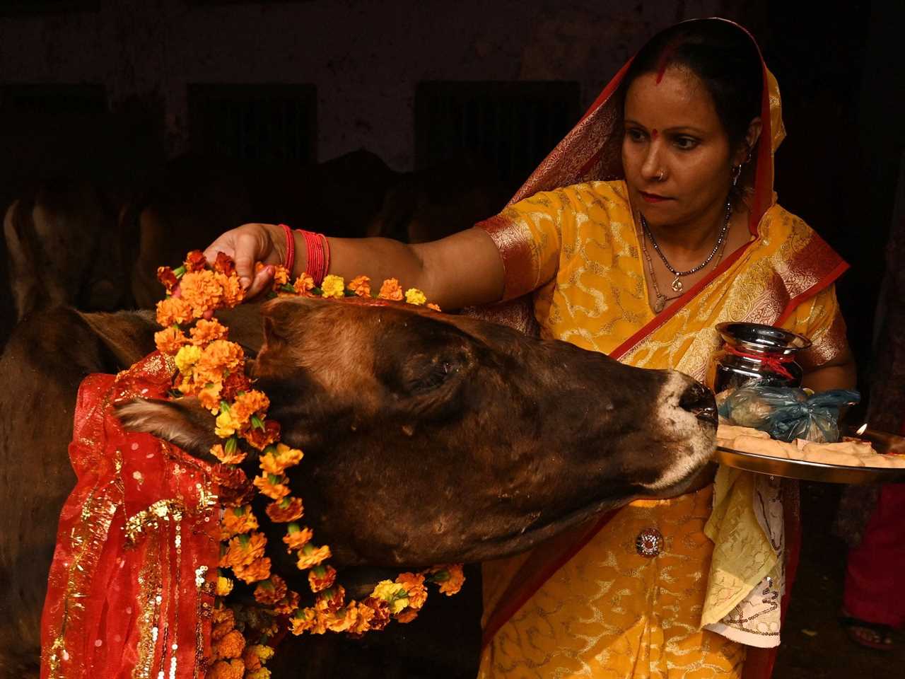 A woman puts a ring of flowers around the neck of a cow during a Hindu festival in 2022.