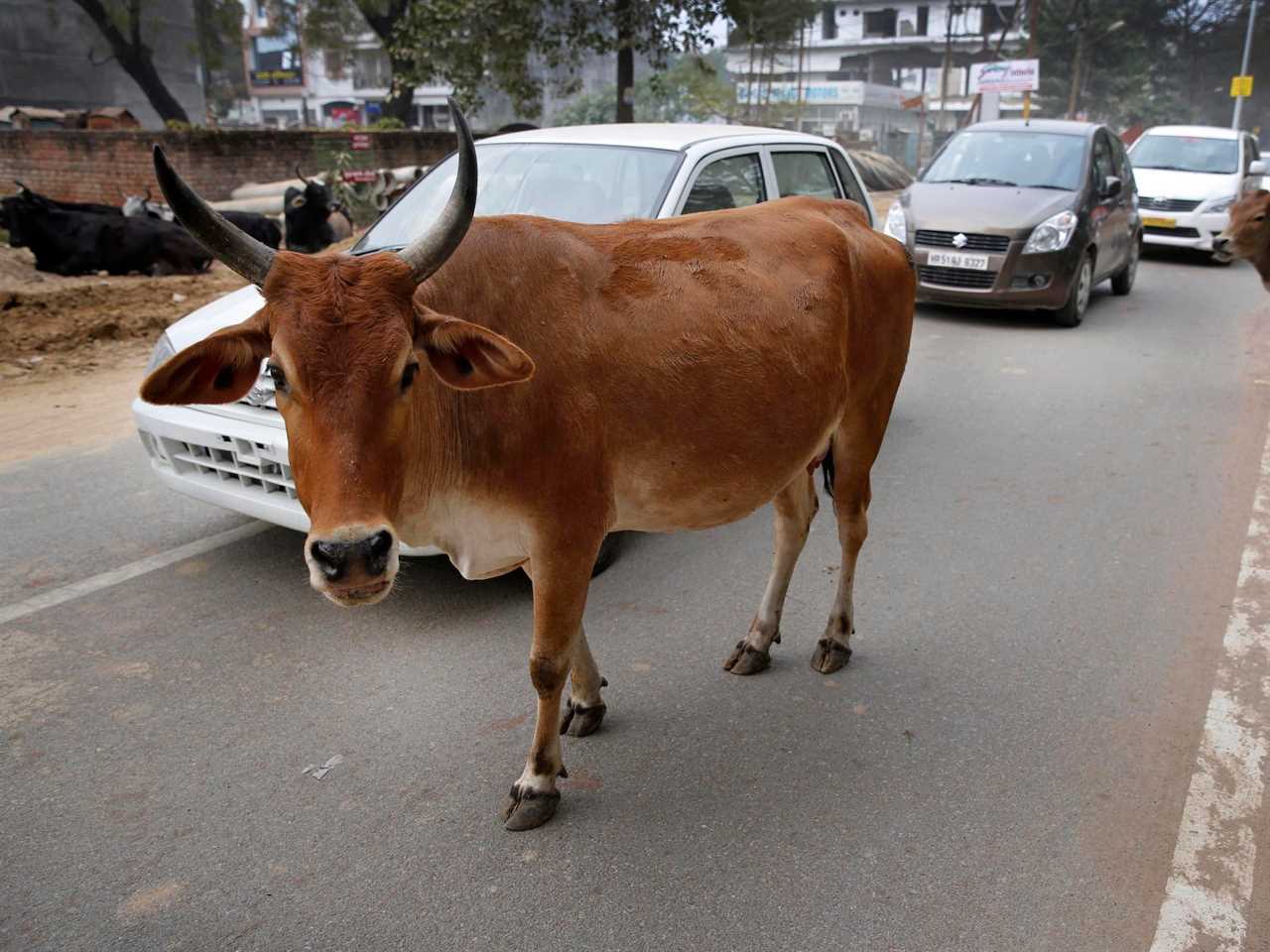 Cars line up behind a stray cow as it walks on a busy road in India in 2014.