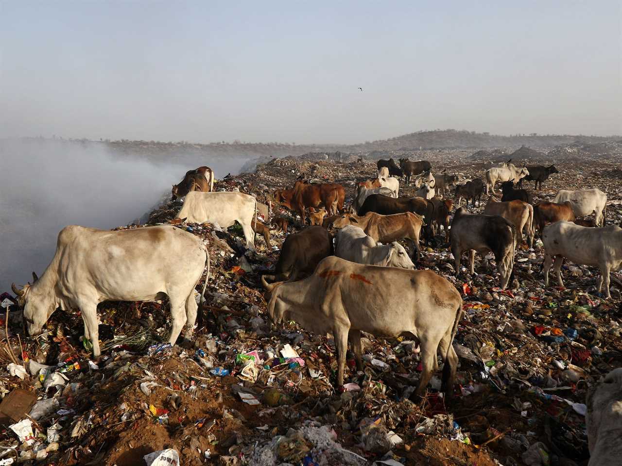 Cows graze in a dump in India in 2022.