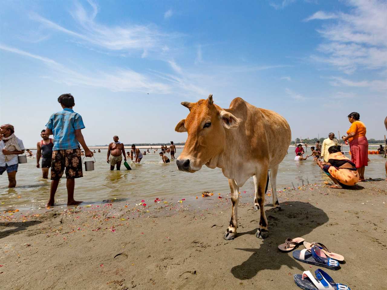 A stray cow stands next to the River Ganges in 2020. People, some wearing bathing suits, are in the background.