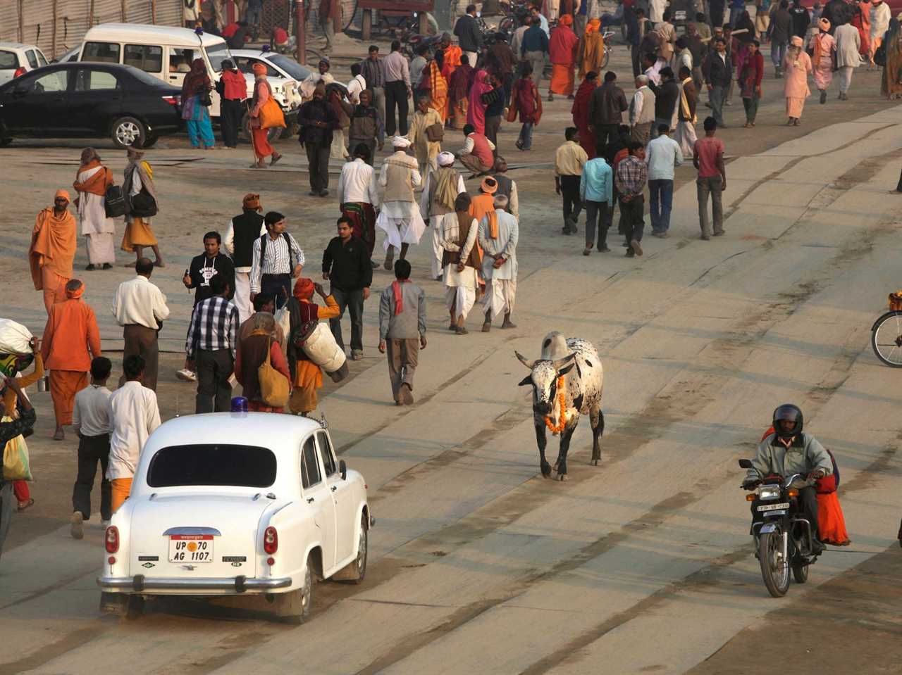 A stray cow walks among Hindu devotees in 2013. A white car and a motorcyclist share the road with the cow.