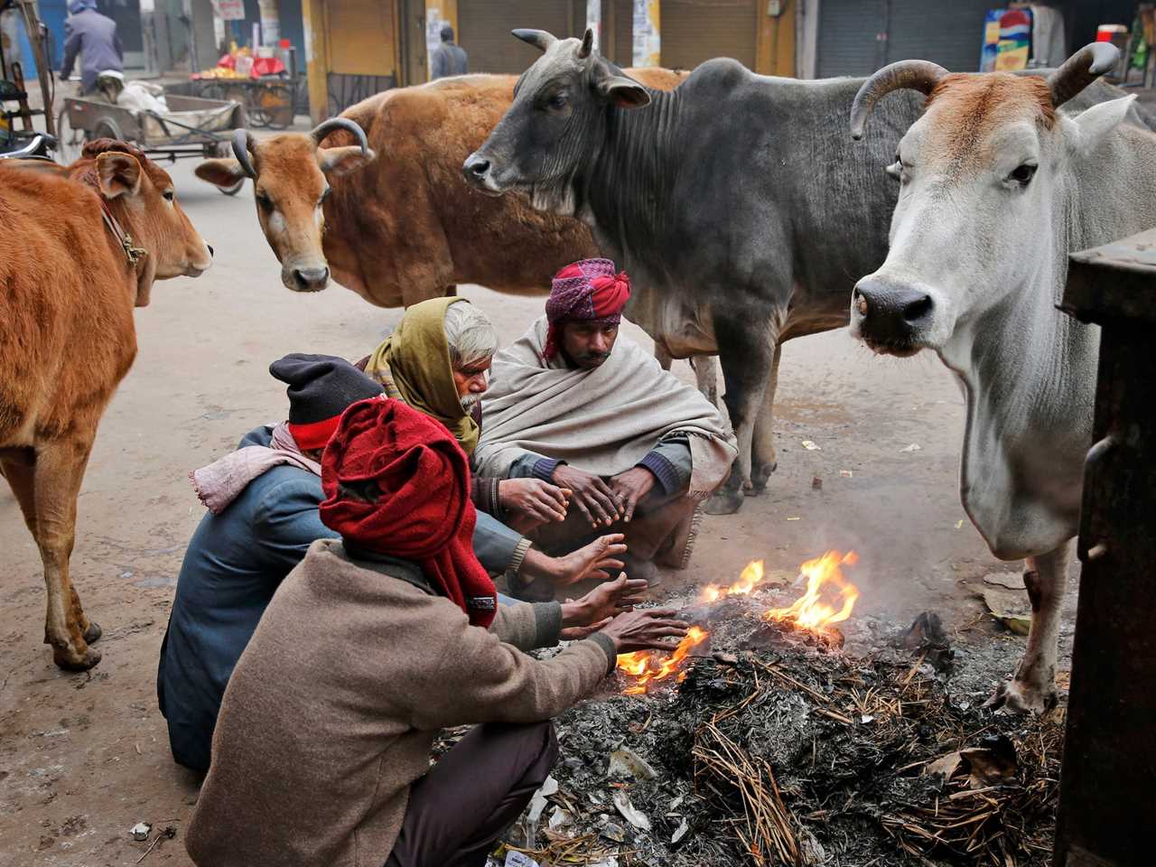 A group of Indian men wrapped in woolen clothes are joined by stray cows as they try to warm themselves around a bonfire.