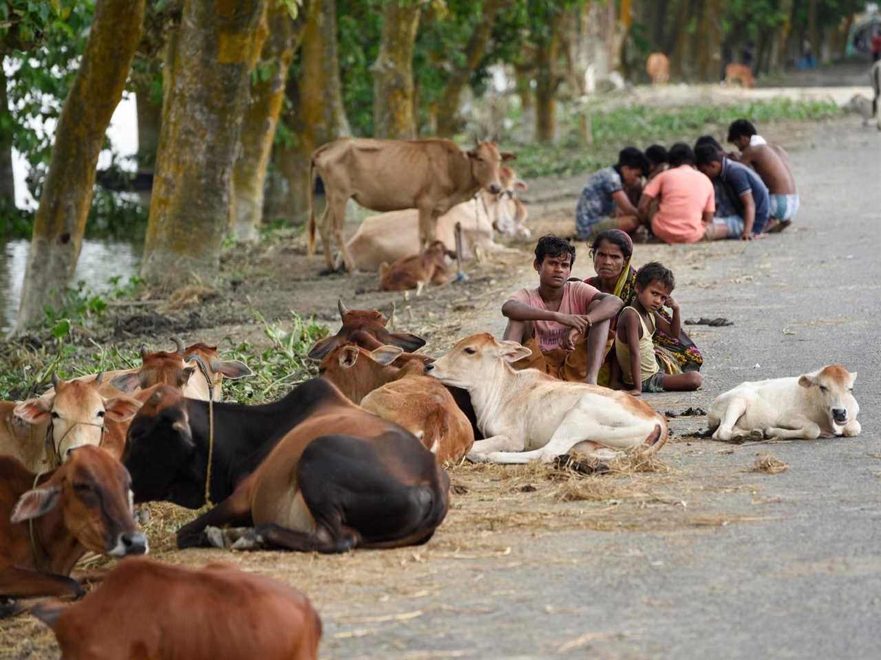 Villagers sit along a road with stray cows after a flood in India in 2020.