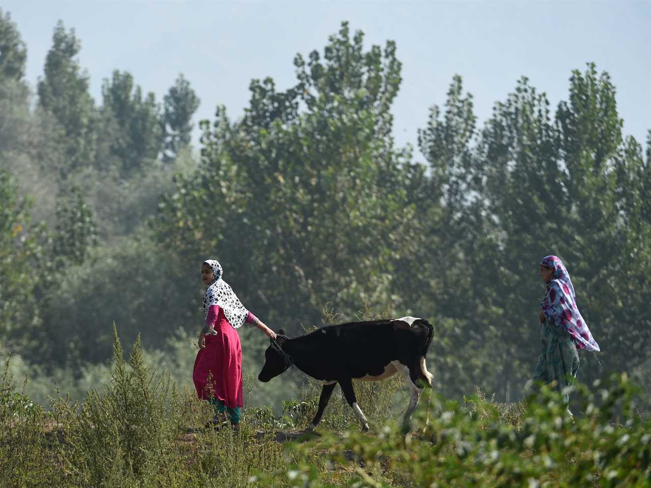 wo women walk with a cow in India in 2019. Trees are visible in the background.