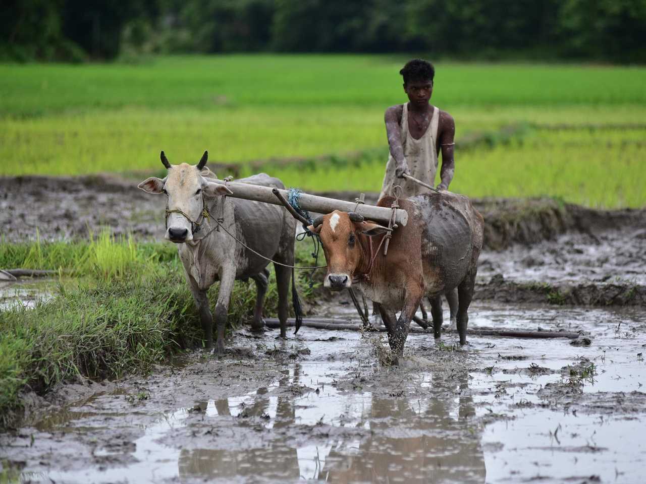 A farmer plows his field using cows in India in 2020.