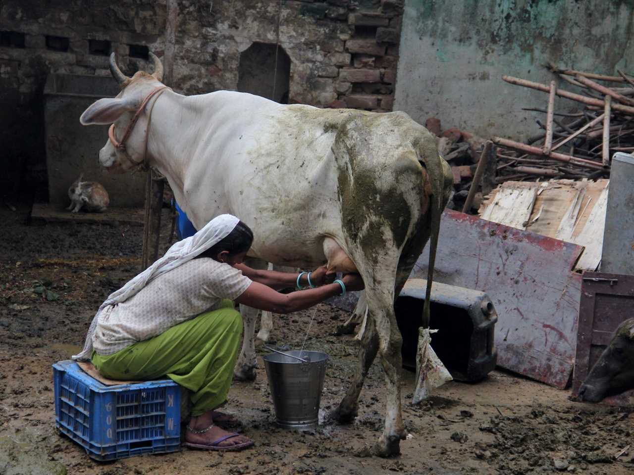 A woman milking a cow in a Village of Delhi, India, in July 2018.