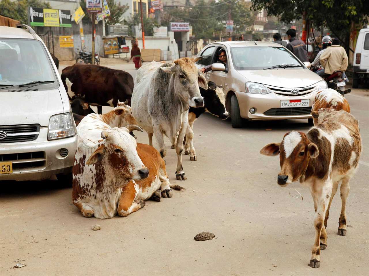 Stray cows roam on a busy road in India in 2014. Cars are seen next to them on the road.