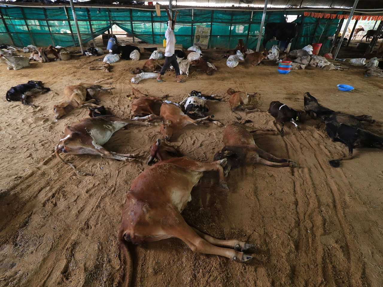 Workers line up dead cows for removal after lumpy skin disease outbreak in cattle at a farm in India in 2022. Some live cows are seen in the background as a worker walks by.