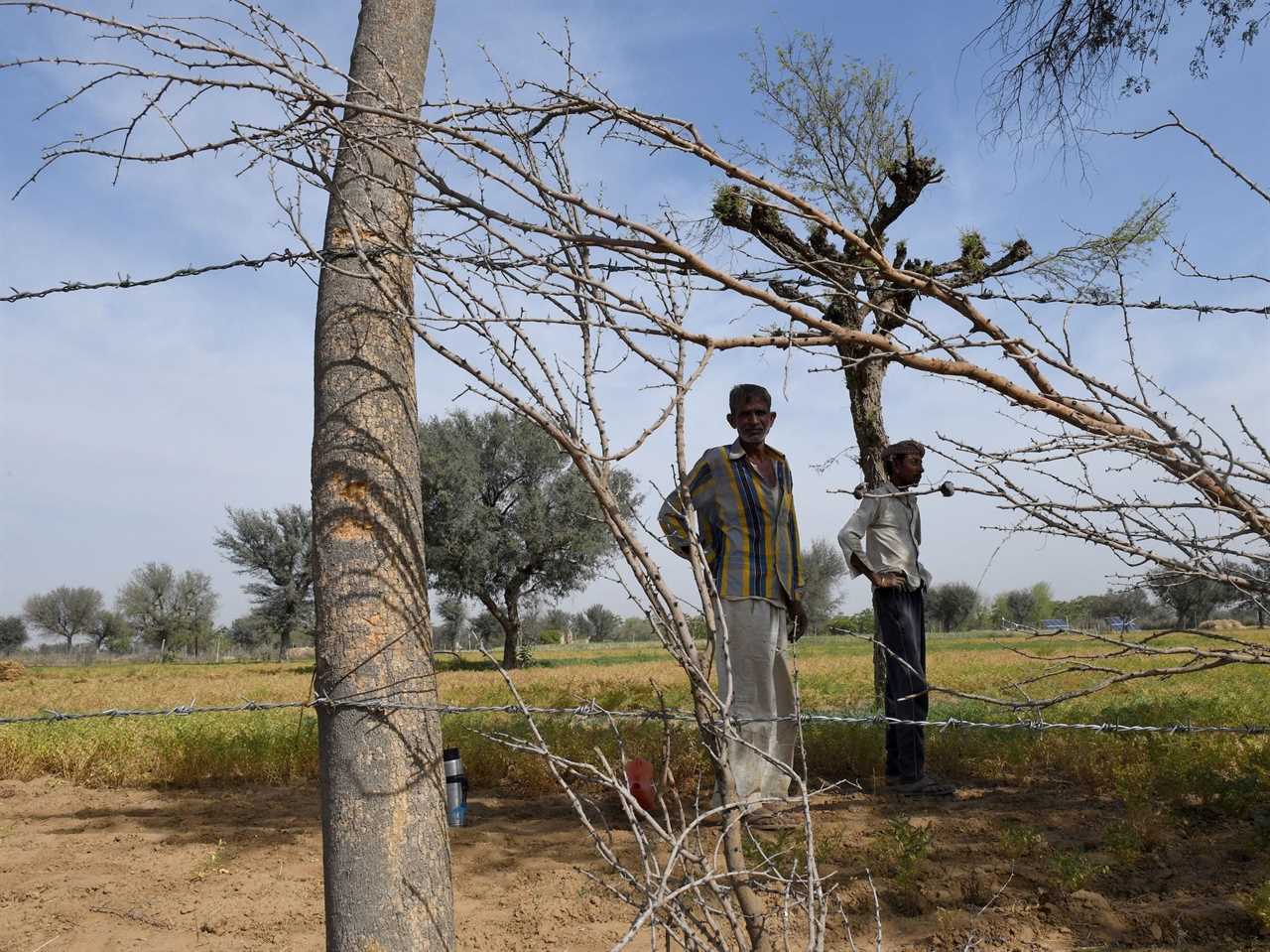 Farmers stand on a farm protected by fencing in 2019.