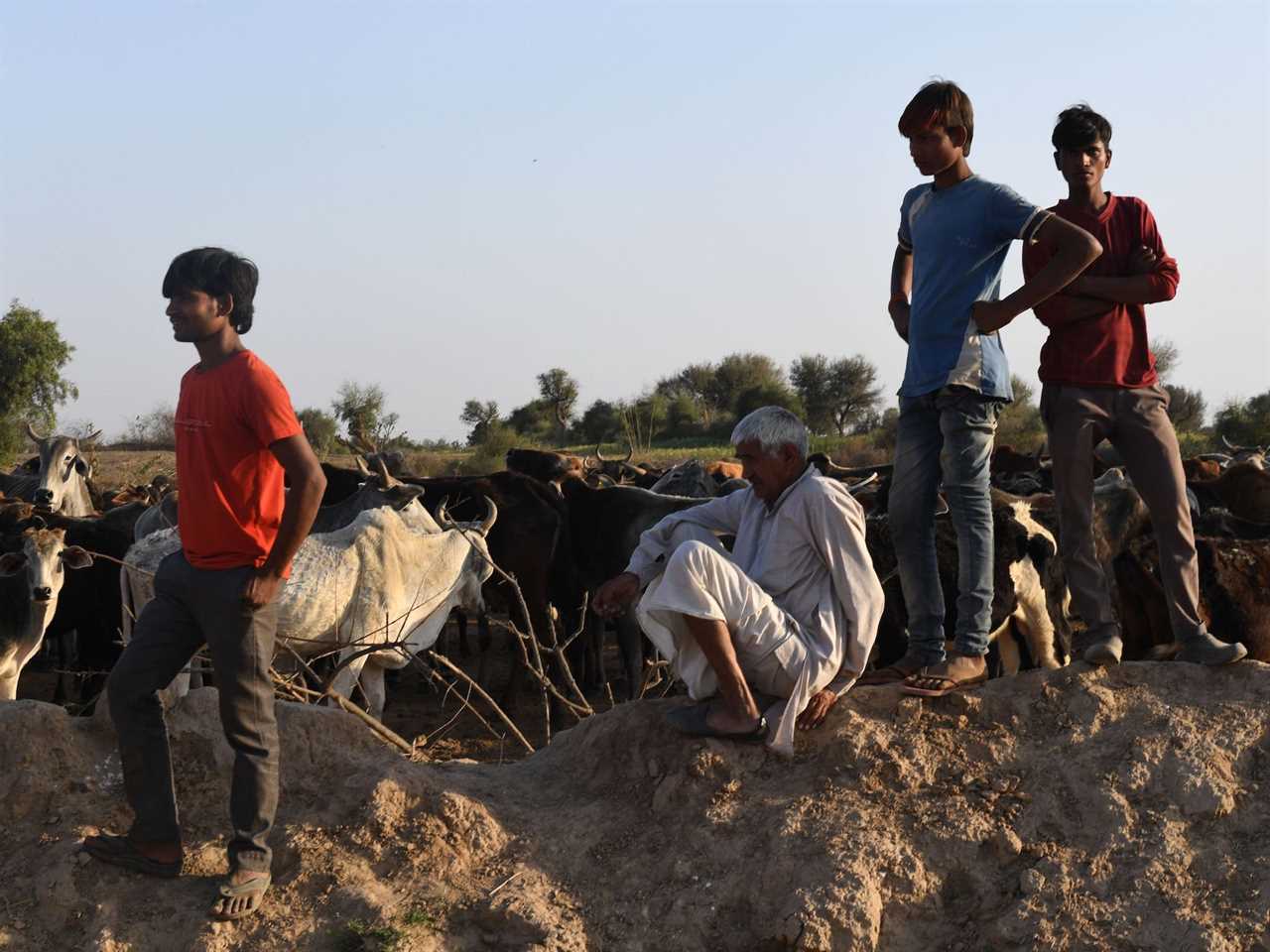 Indian cattle caretakers stand beside stray cattle in 2019.