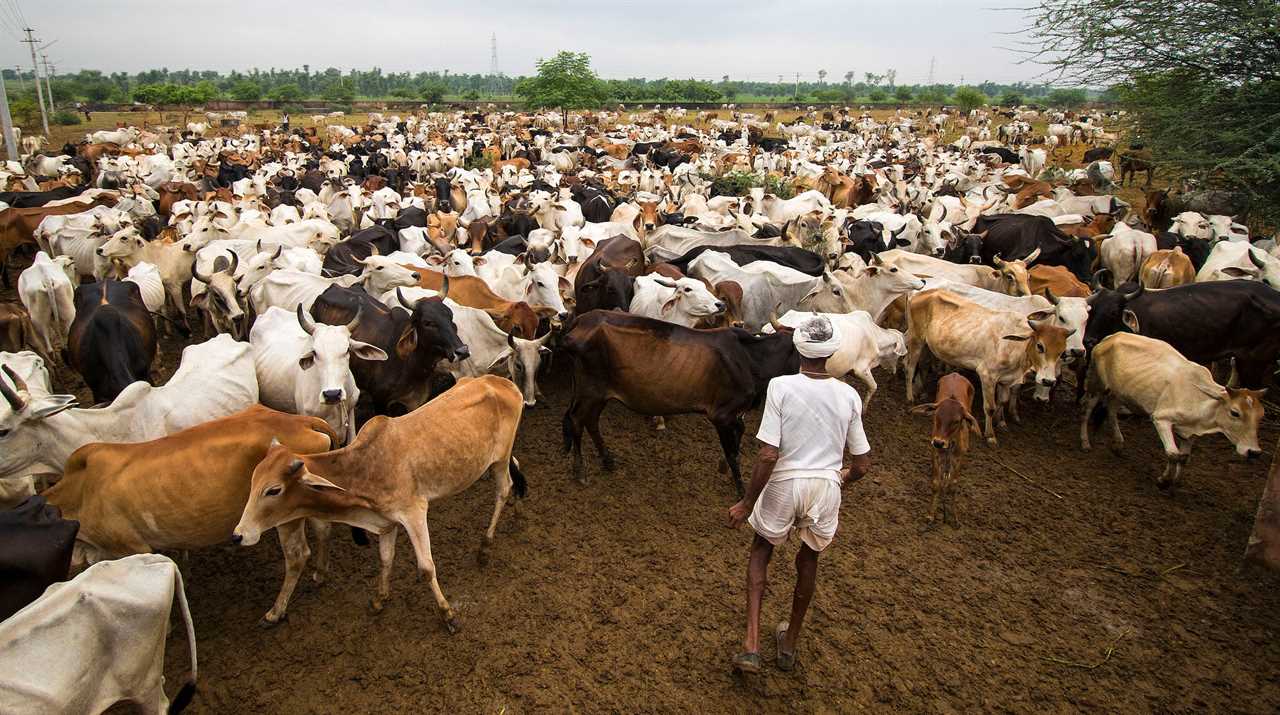 Cows in bad condition are crowded together at the Hingonai Cow Rehabilitation Center in 2016.