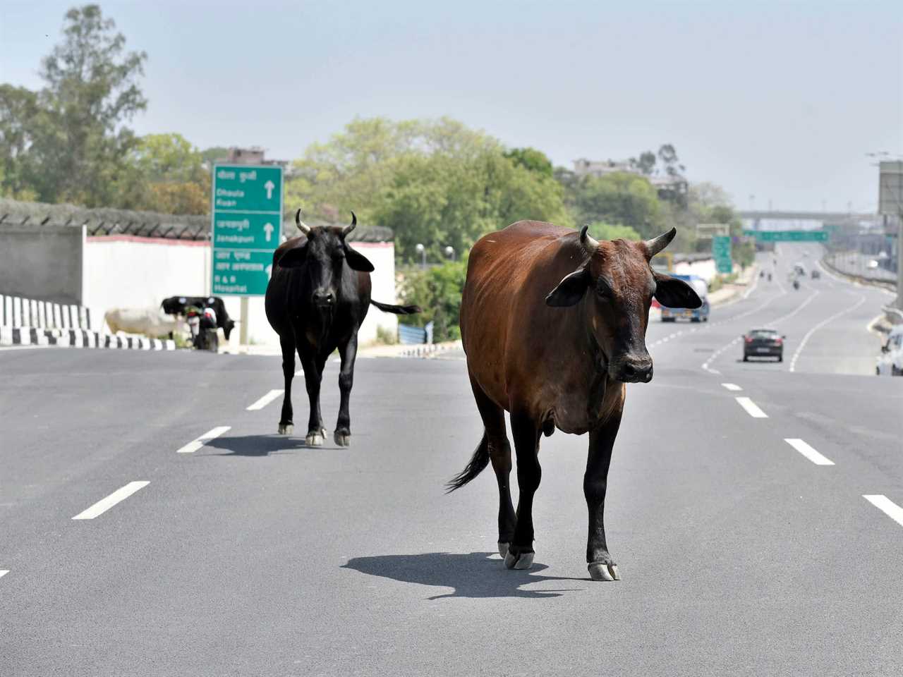 Stray cows were seen on a highway during the pandemic in 2020.