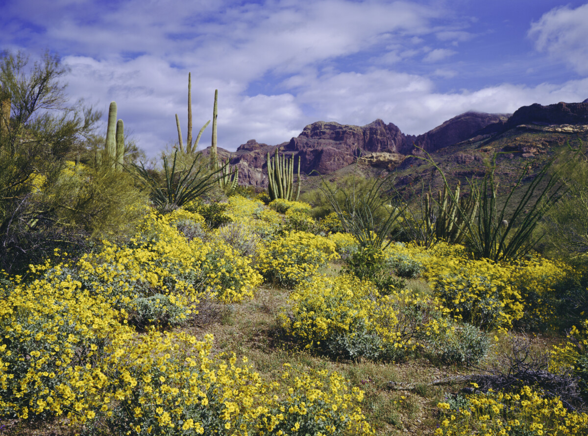 Spring in Arizona 