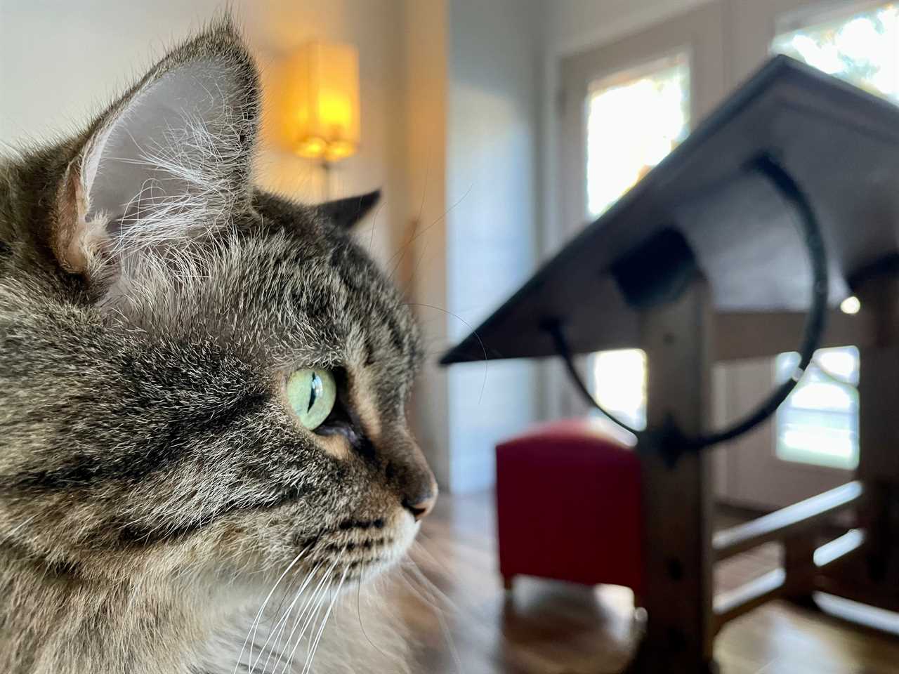 A cat looks off camera sitting in front of a desk.