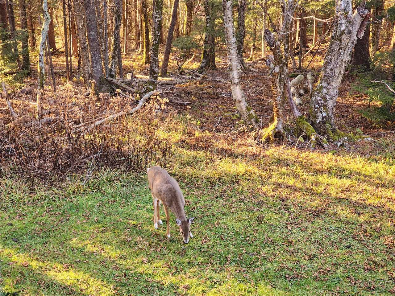 a deer in a patch of grass