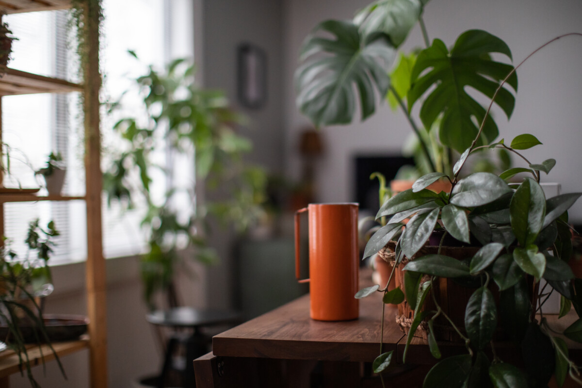 Plants on a table