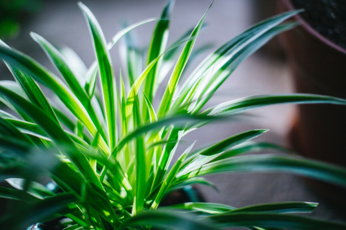 Spider Plant