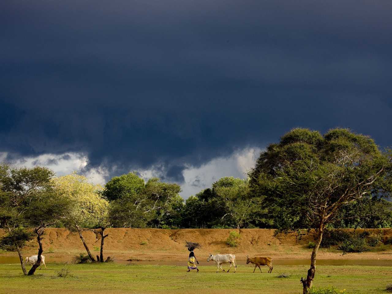 A person is seen guiding two cows on a farm as a storm brews in the background in Chettinad, India.