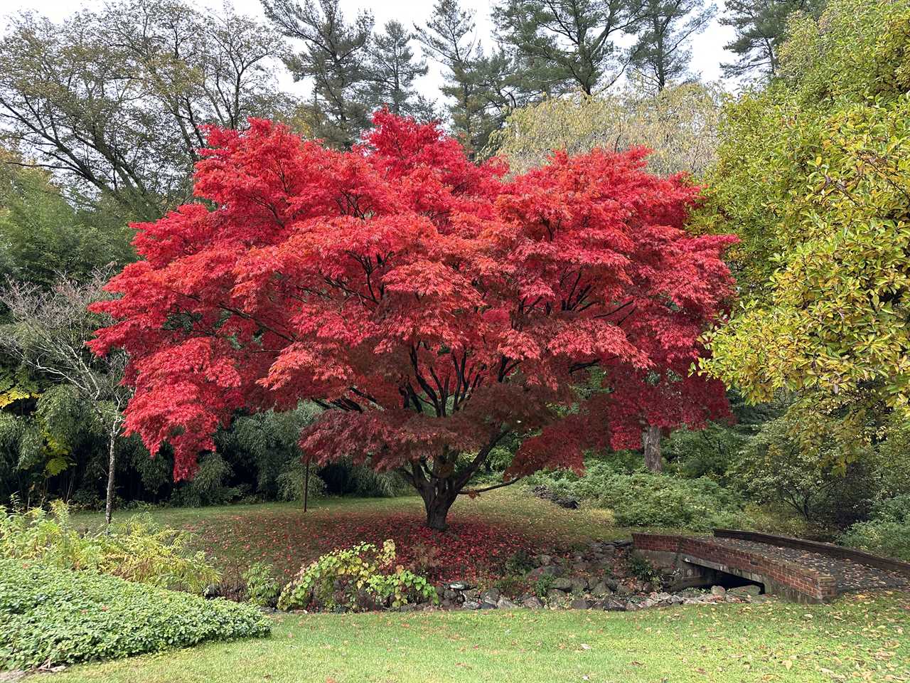 A photo of a tree with red leaves taken with the iPhone 14 Pro Max’s main camera.