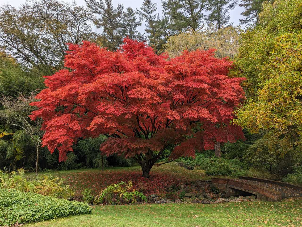 A photo of a tree with leaves that turned red in the fall season taken by the Pixel 7