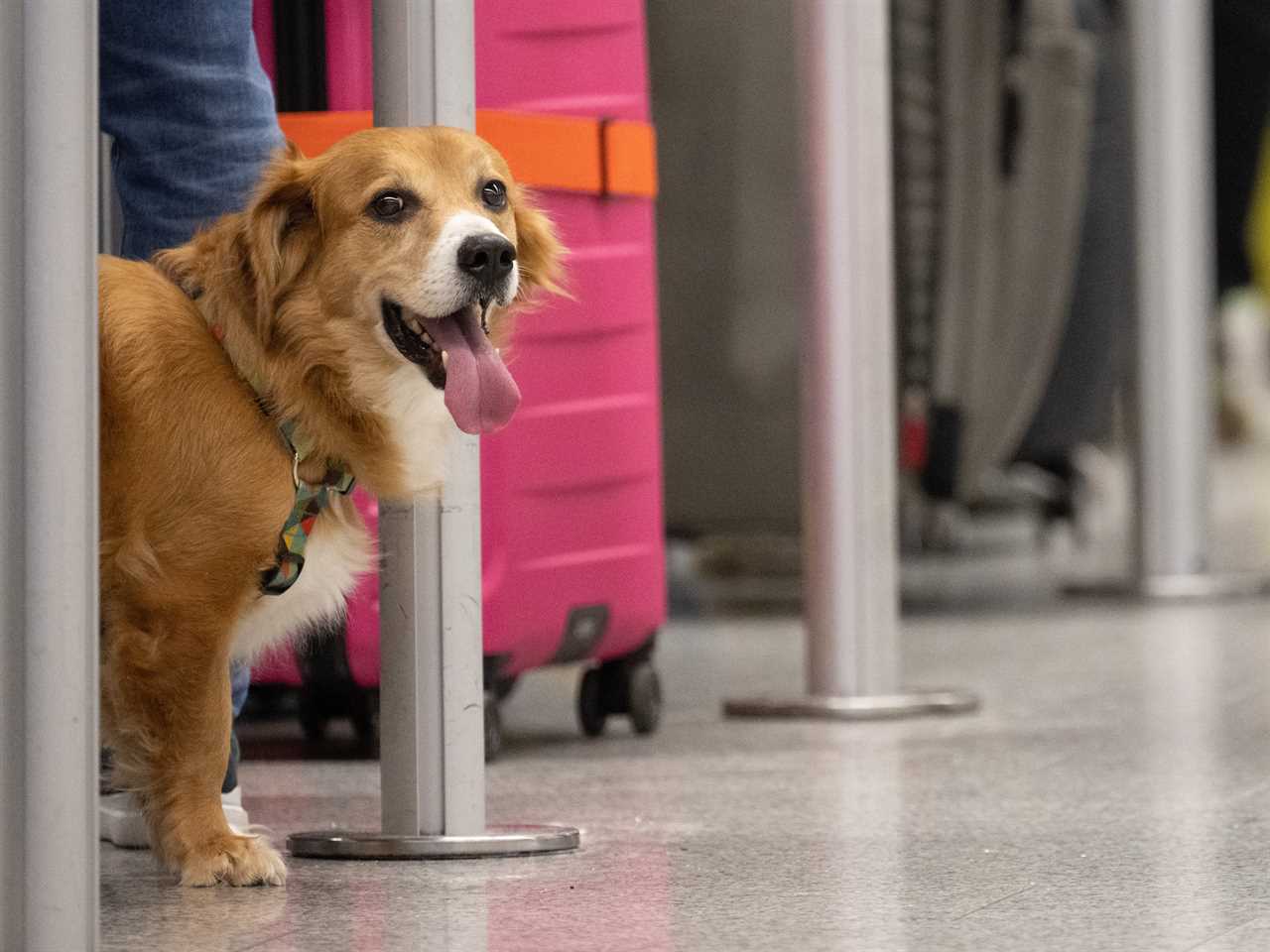 Dog in airport