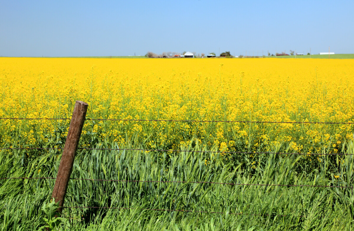 Field of Canola plants located in Oklahoma in full bloom with wheat in the foreground and a farmstead in the background.