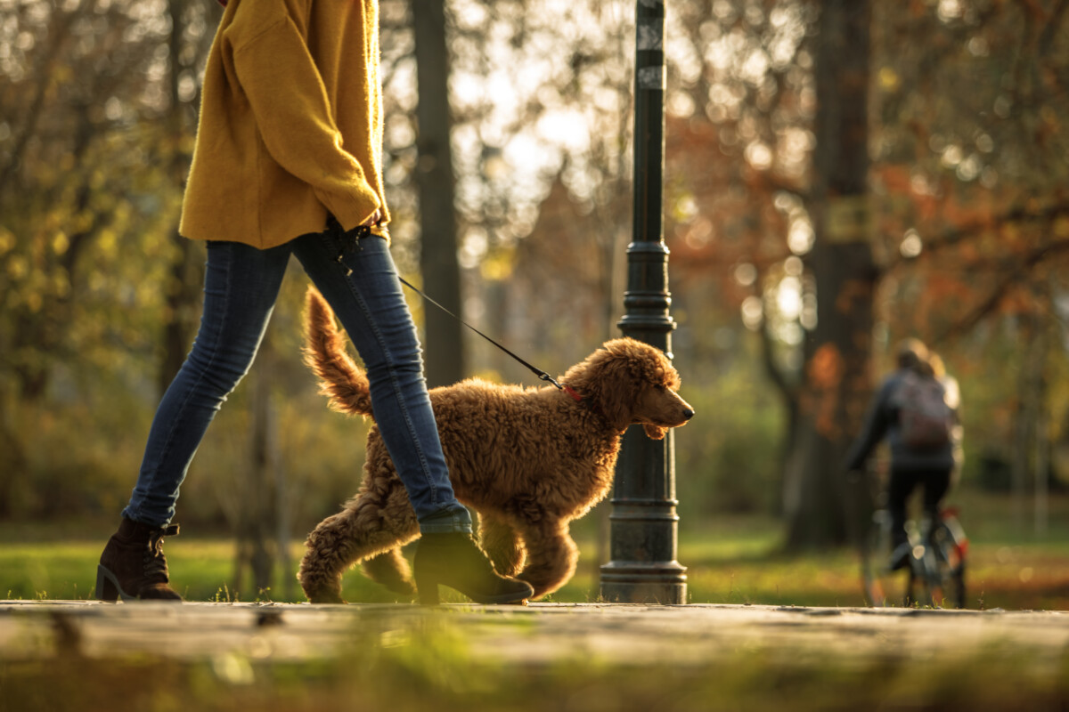 Low angle view of female animal trainer doing a training session of obedience with a red standard poodle in a public park.