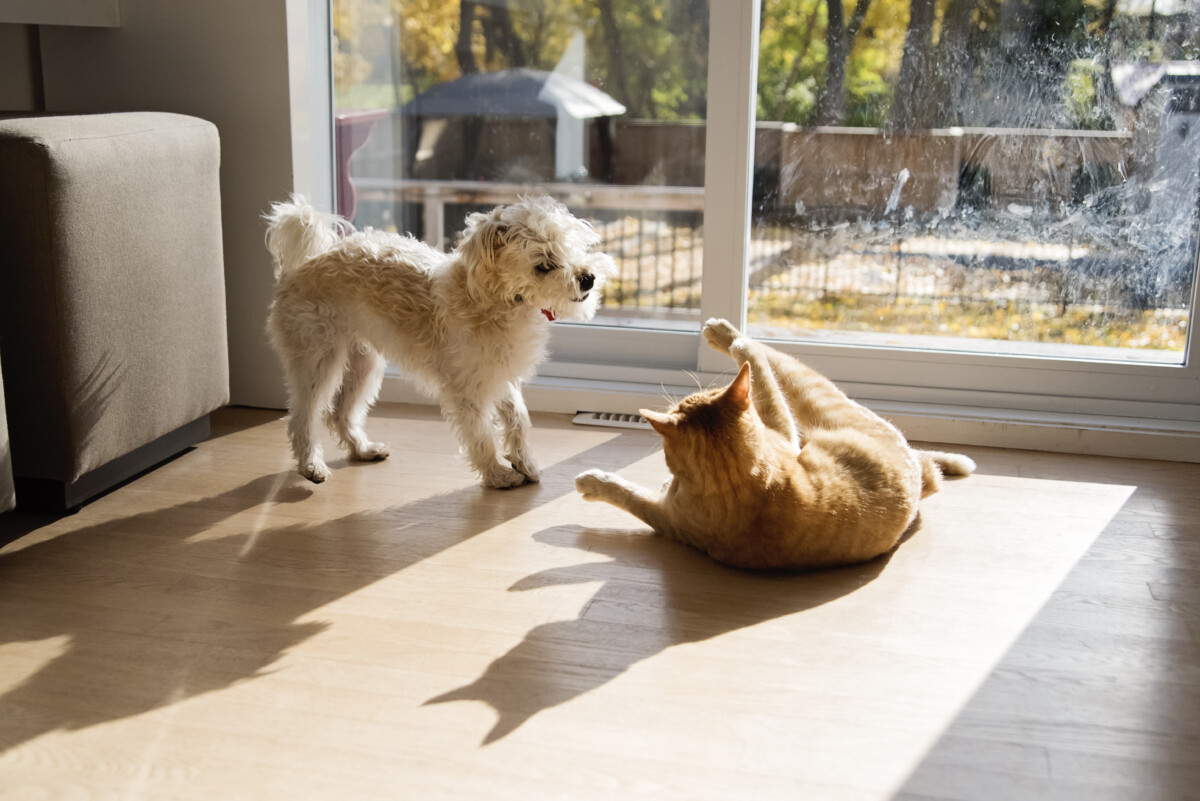 Keeping Your Home Clean and Pet-Friendly: A Comprehensive Guide for Pet Owners