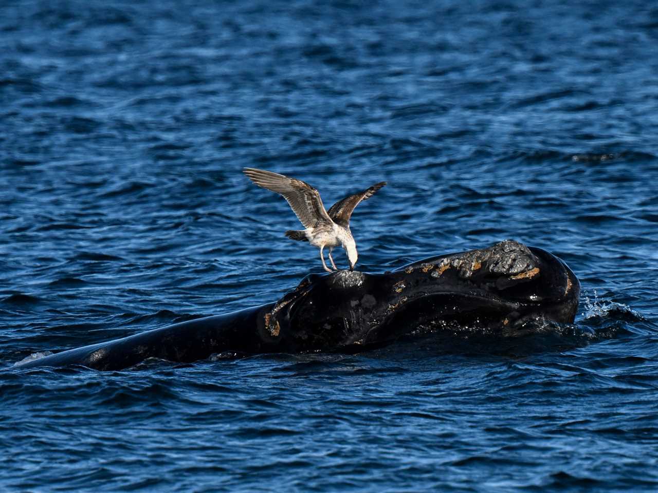 A whale sits astride the back of a southern right whale calf, pecking at its emerged back.