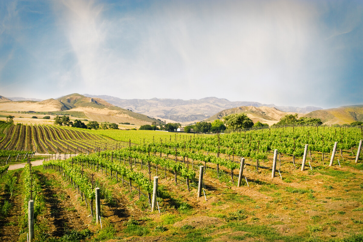 Vineyard in Santa Ynez California