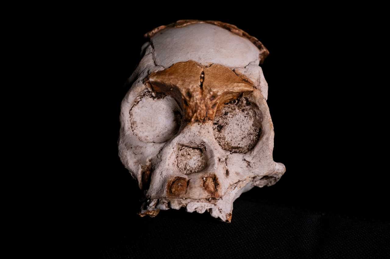 A reproduction of the skull of a Homo naledi named Leti, found inside the Rising Star Cave System at the Cradle of Humankind World Heritage Site near Maropeng, South Africa.