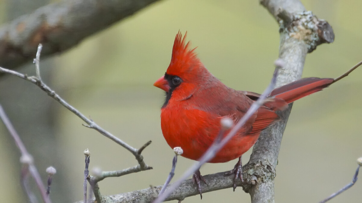 Cardinal