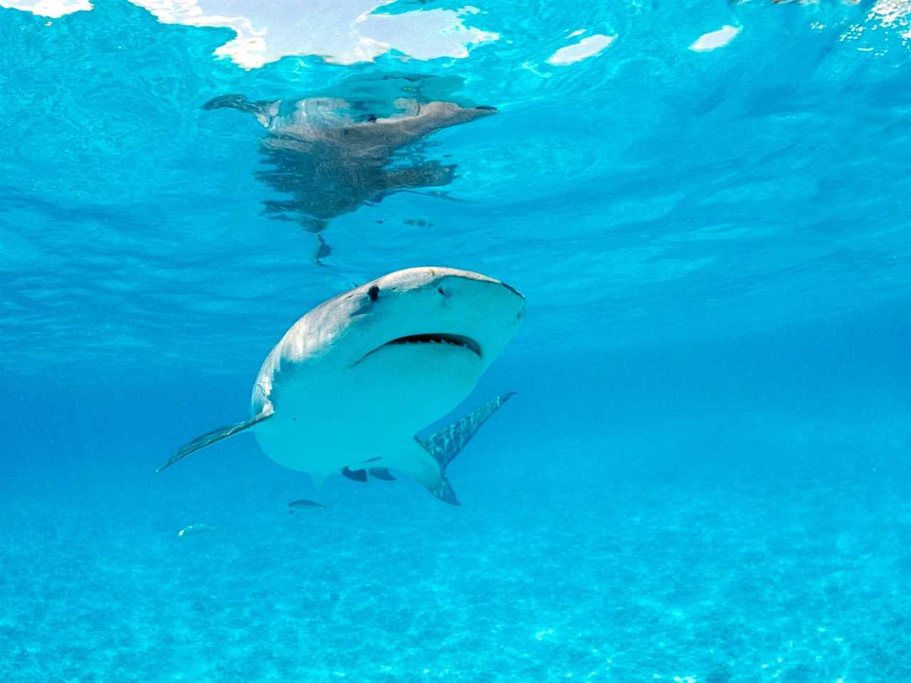 Tiger shark in Hawaii.