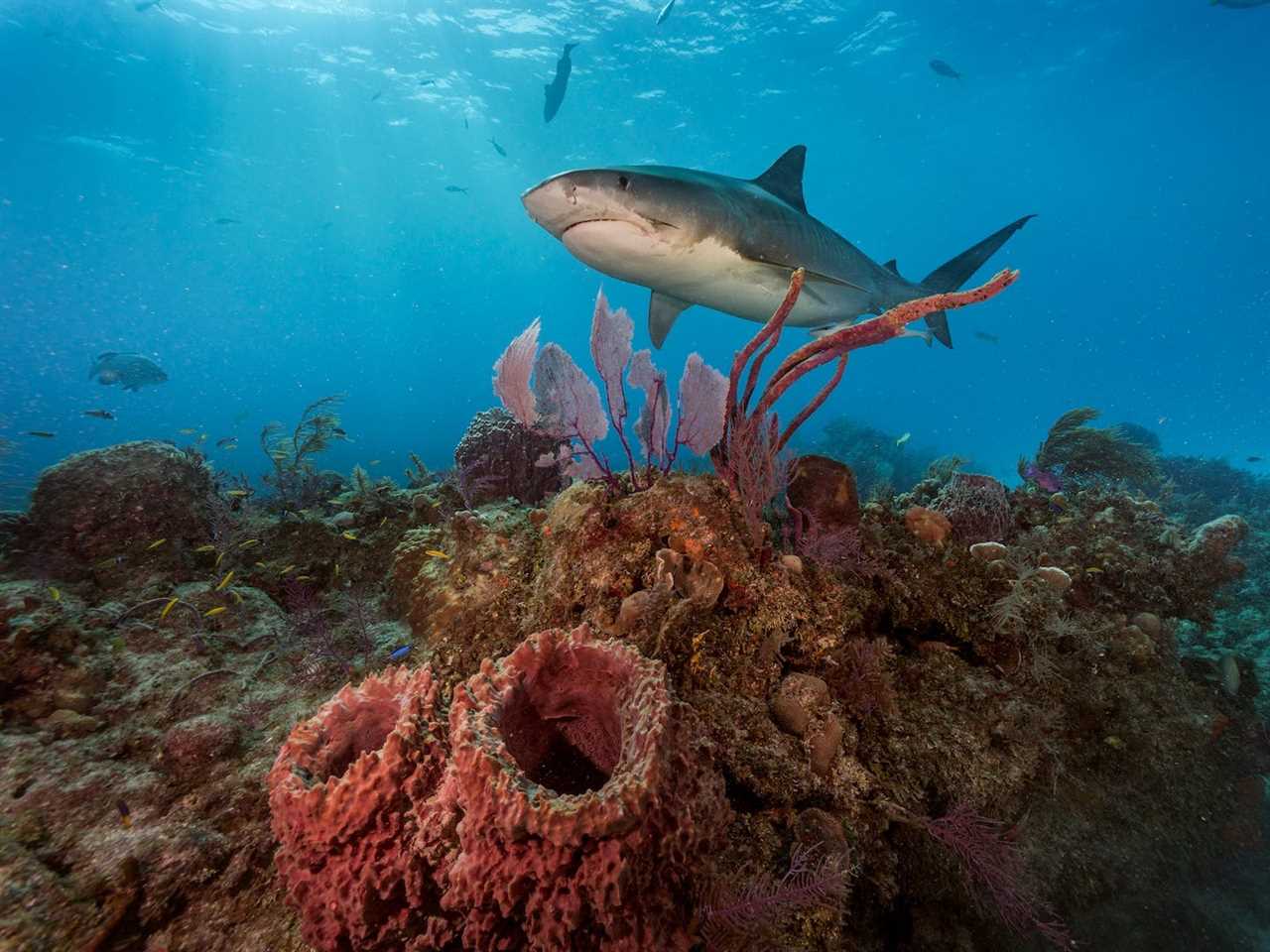 Tiger Beach, Bahamas