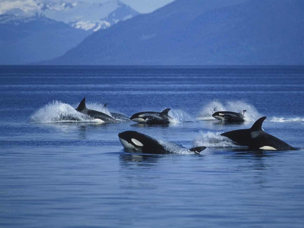 image of a pod of orcas swimming above water