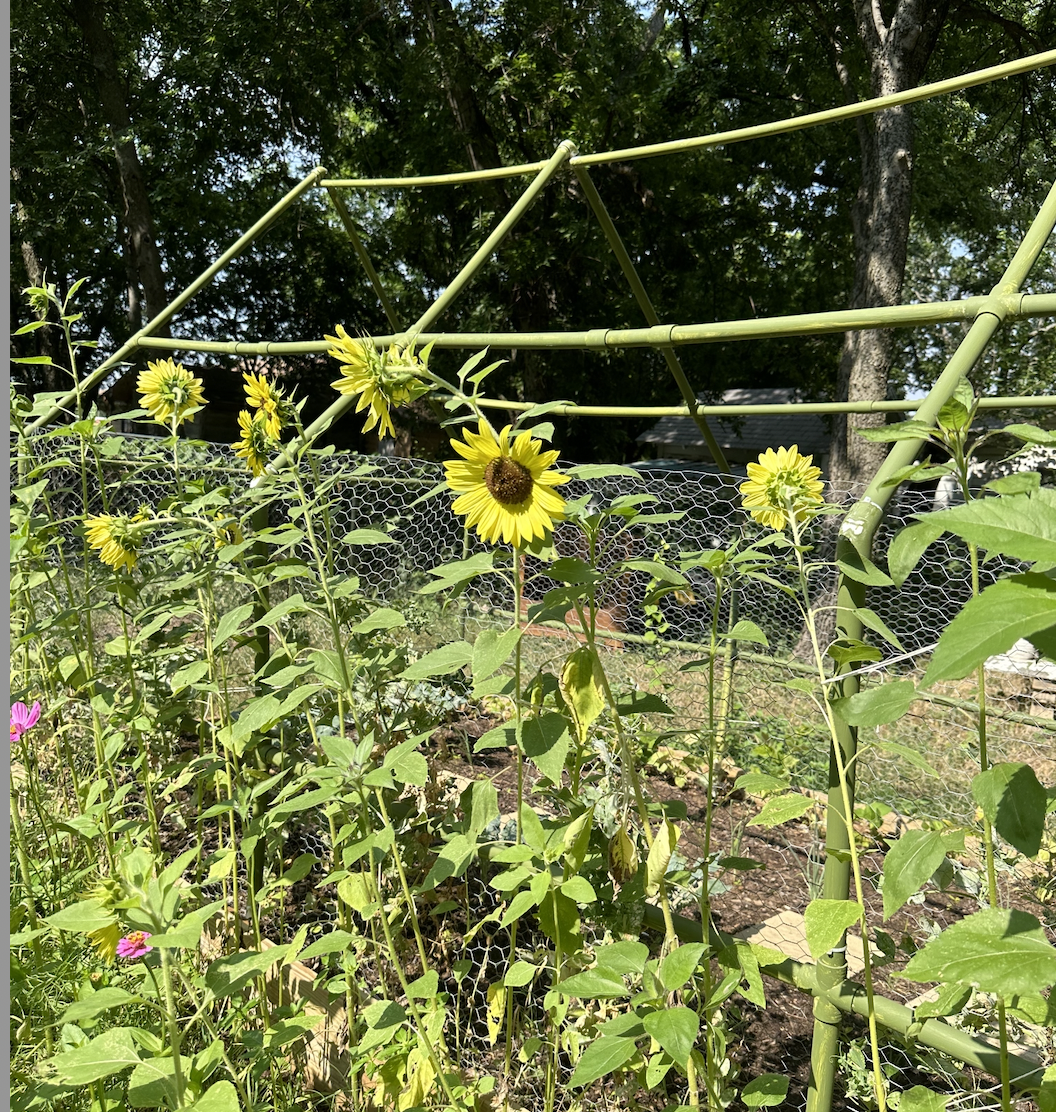 The community garden at Lake Dallas Tiny Home Village.