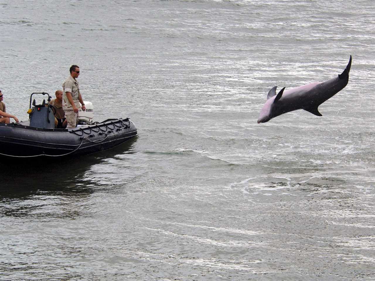 Navy Marine Mammal Program dolphin