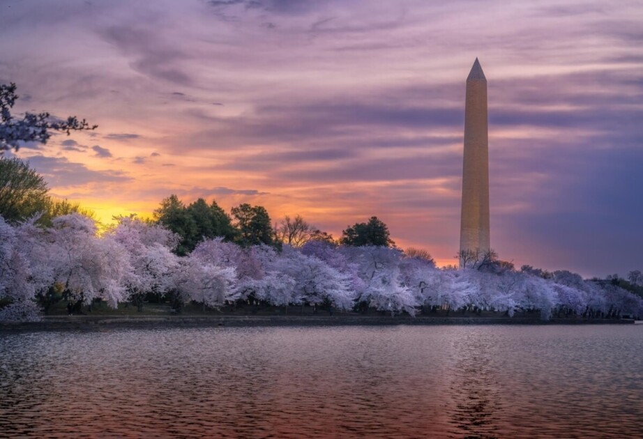 Cherry Blossoms in DC