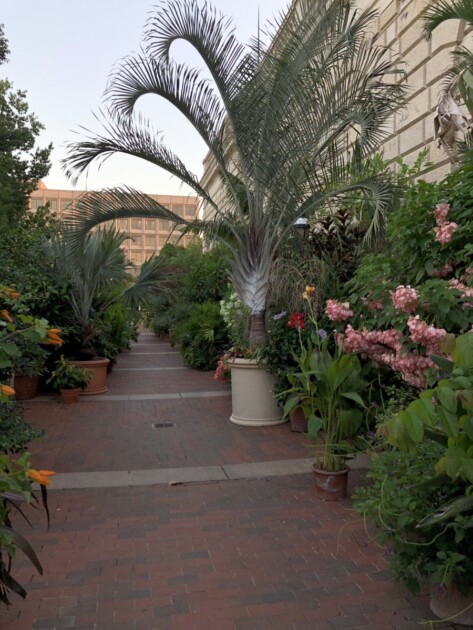 Lane of plants in DC