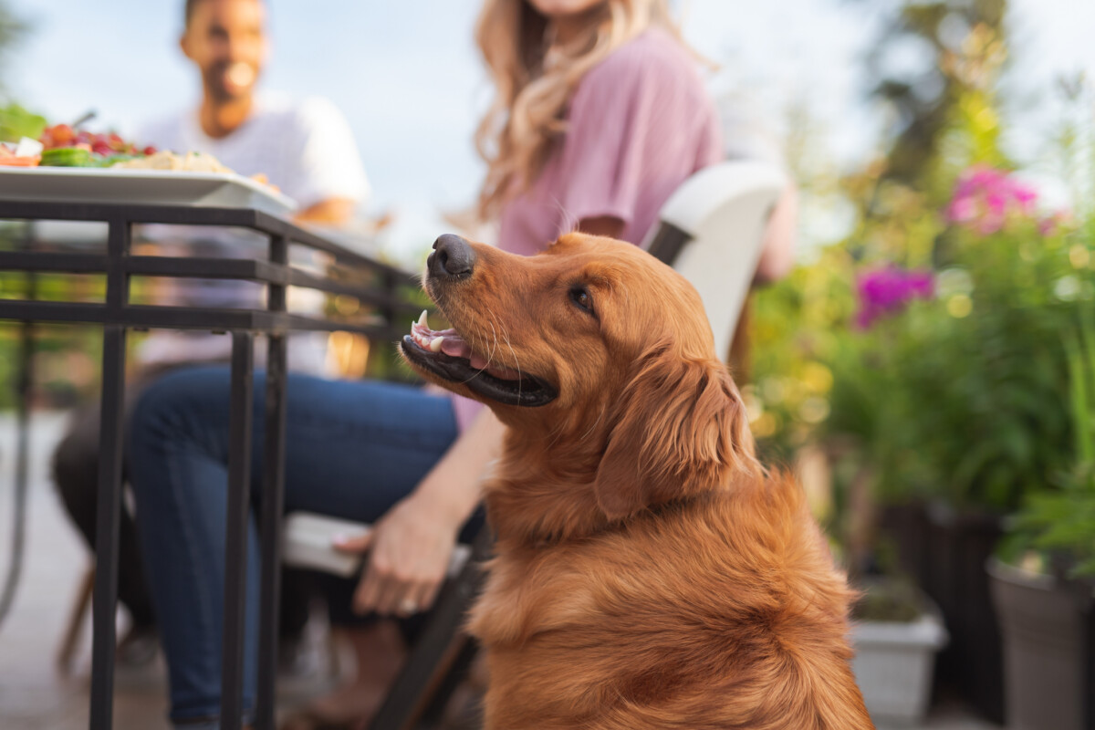 Friends enjoying lunch with their dog