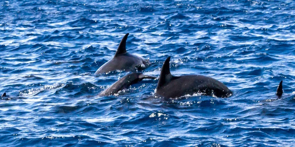 Dolphins in Japan