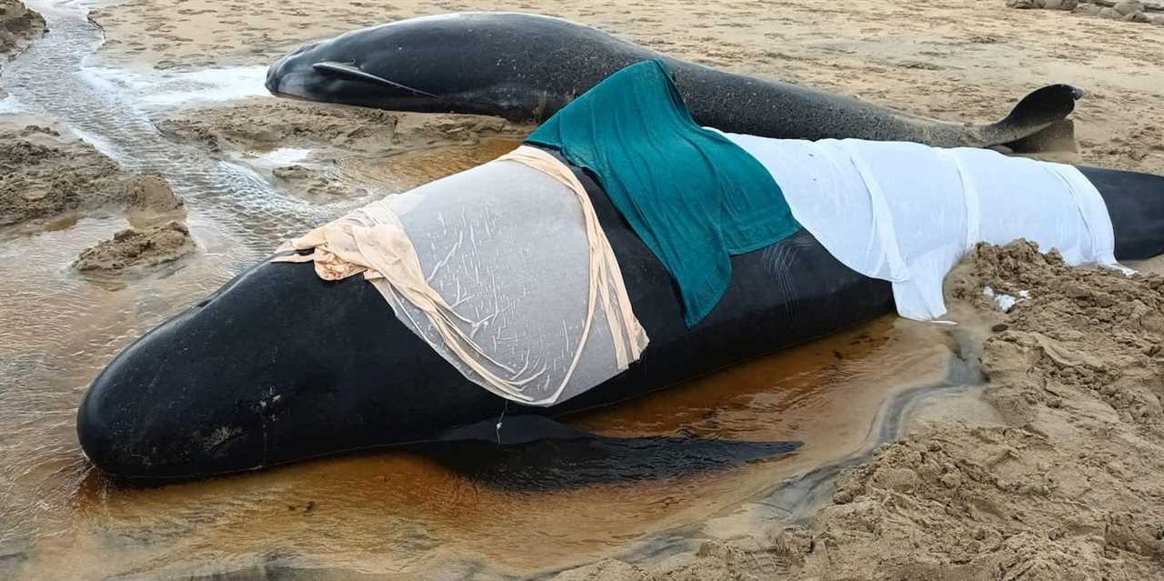 whales stranding