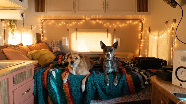 The couple's rescue dogs, Brooklyn and Cali, pose on the renovated bed.