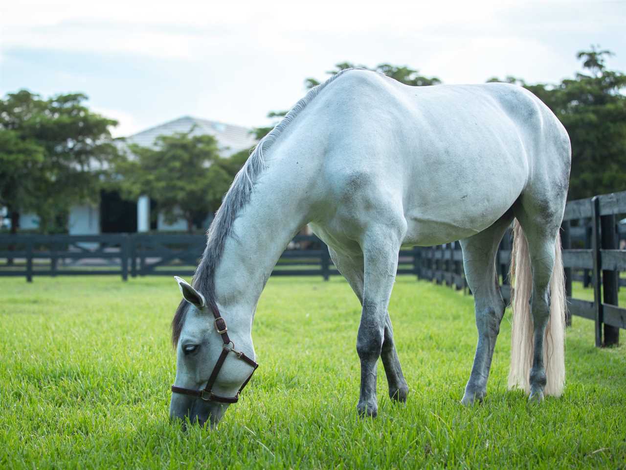 A horse grazing on grass