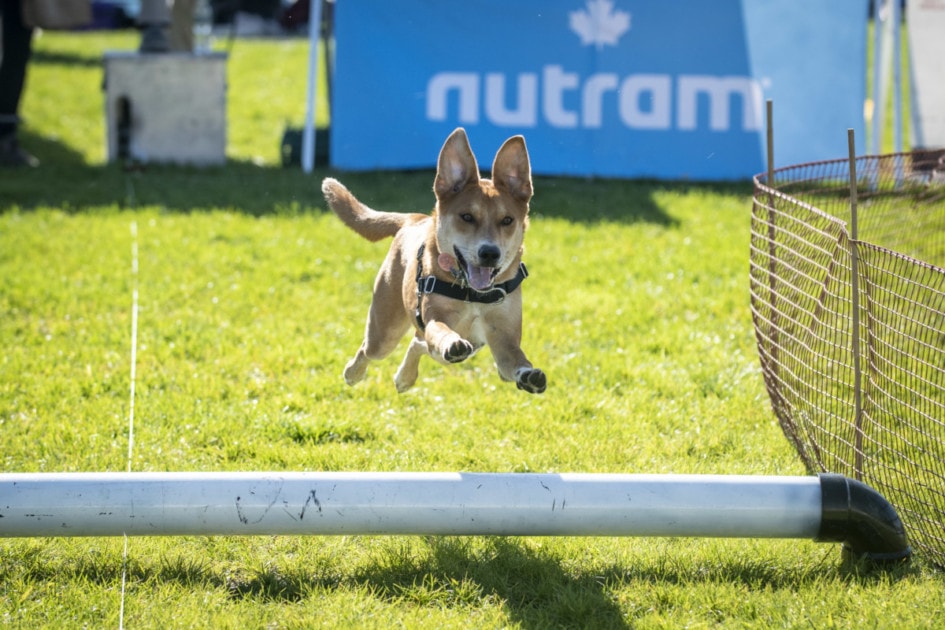 Dog at Luckypawlooza, an Event in Stamford 