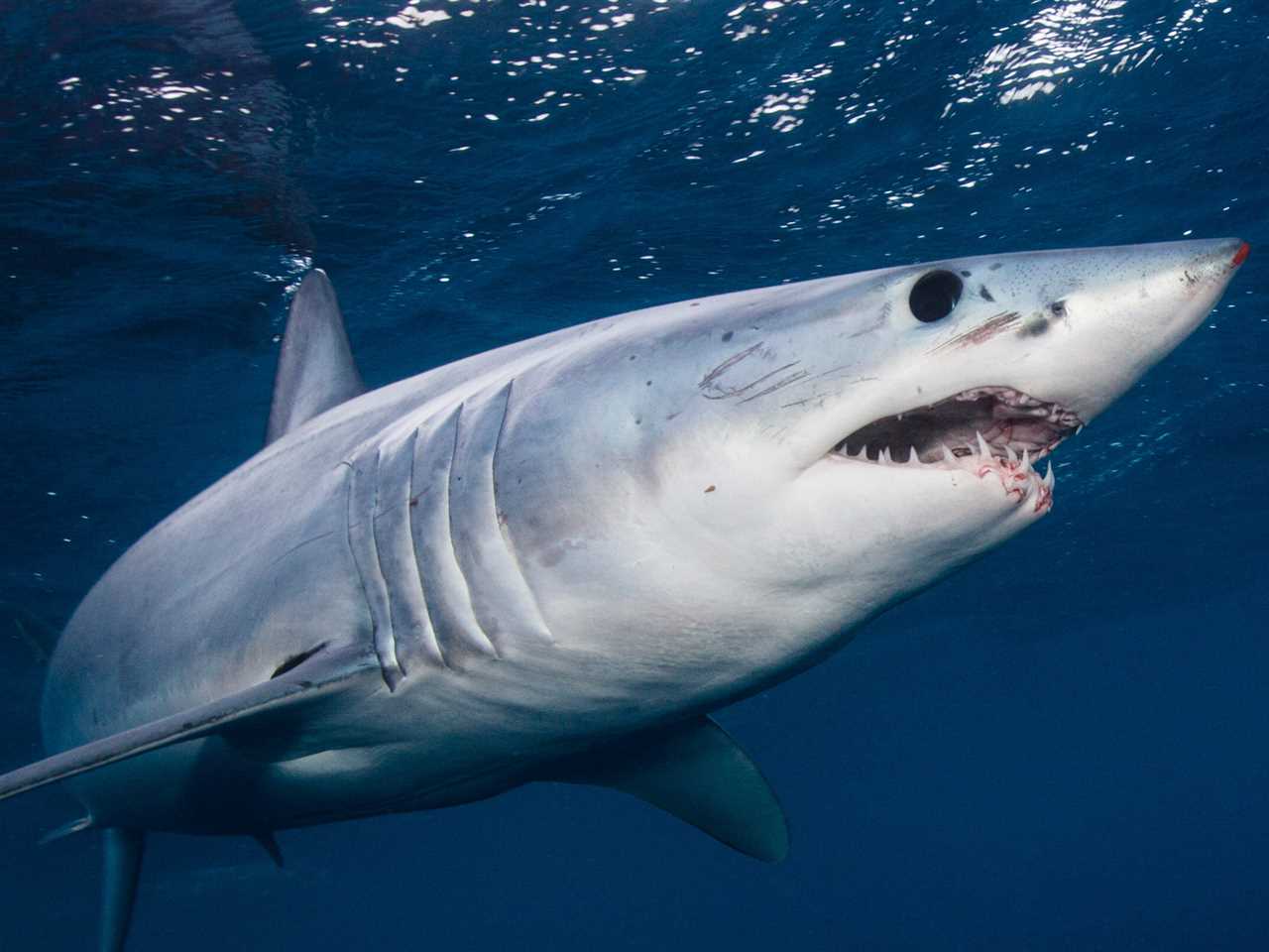 Underwater view of shortfin mako shark swimming.