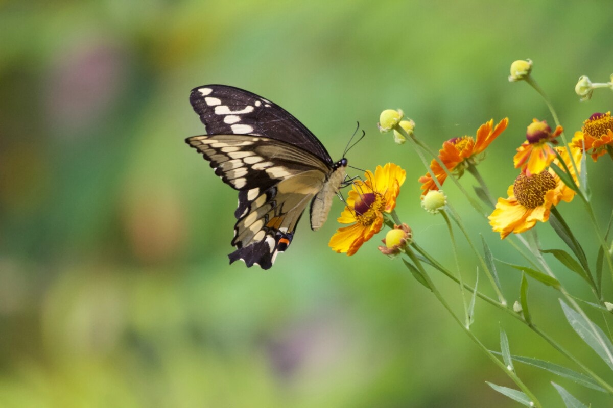 A butterfly and a flower